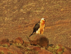 Bearded Vulture - Highmoor