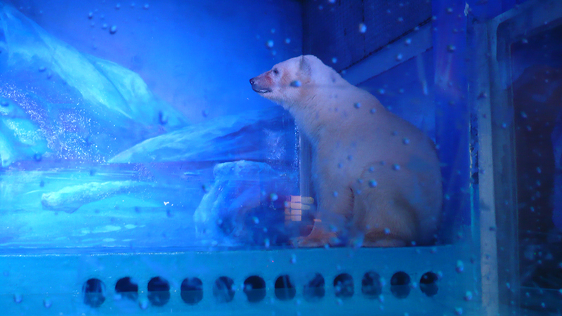 Urso polar preso no zoo do centro comercial da China