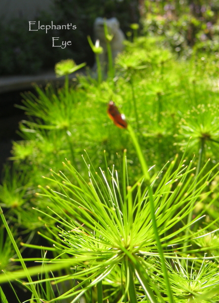 Dwarf Papyrus Cyperus Prolifer In Froggy Pond Dwarf Papyrus