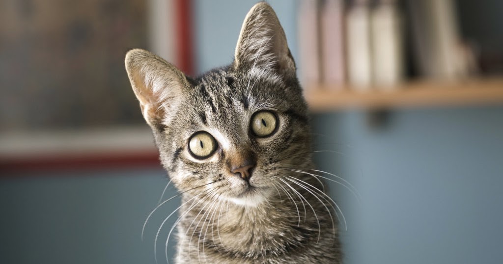 Urban Ministry Live And Unplugged Hume's Guillotine