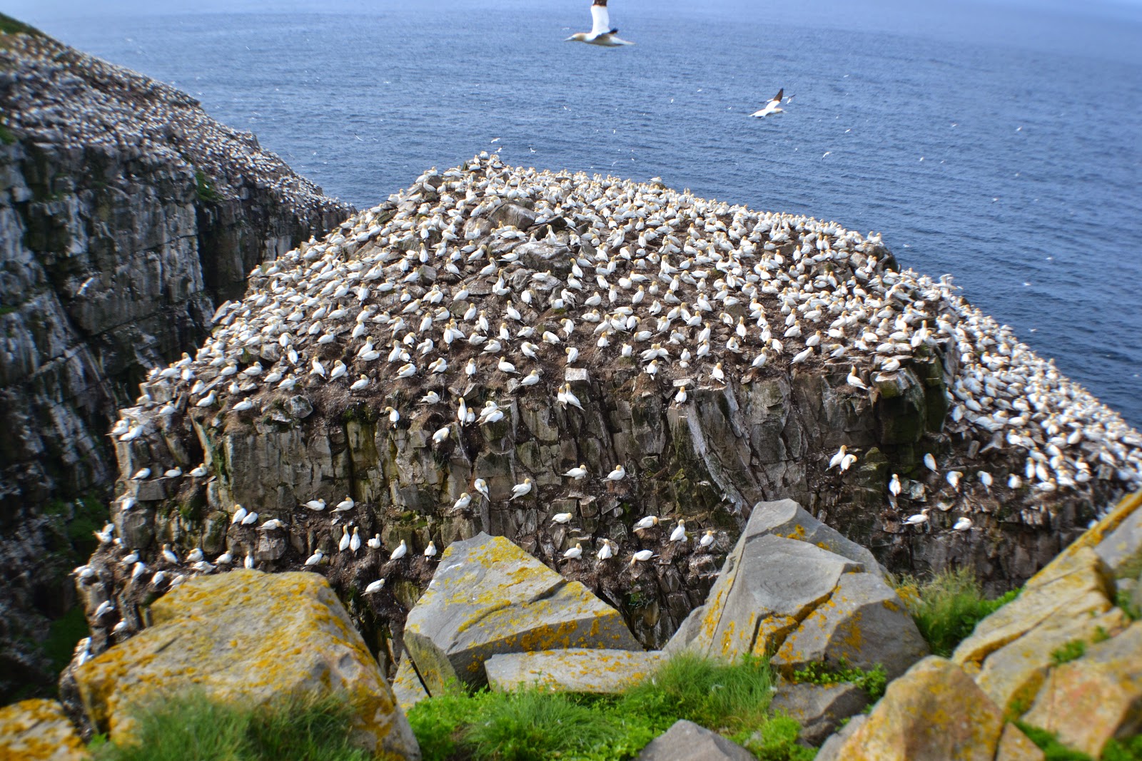 No Bad Days RVing Cape St Mary's Ecological Reserve