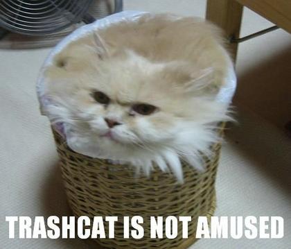 Funny Picture Humor: Crazy Funny Cat Pics