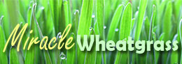 Miracle Wheatgrass