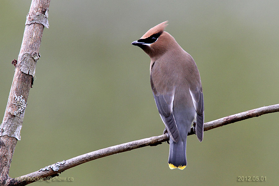 The Backyard Wildbird and Nature Store Nanaimo bird report, May 27, 2012