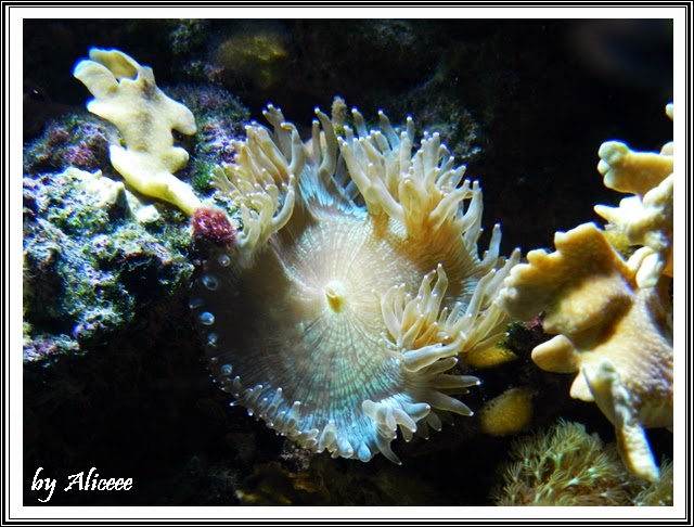 gradina-zoologica-Nyiregyhaza-corali