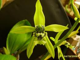 Amazing Plant Coelogyne pandurata Anggrek Hitam 