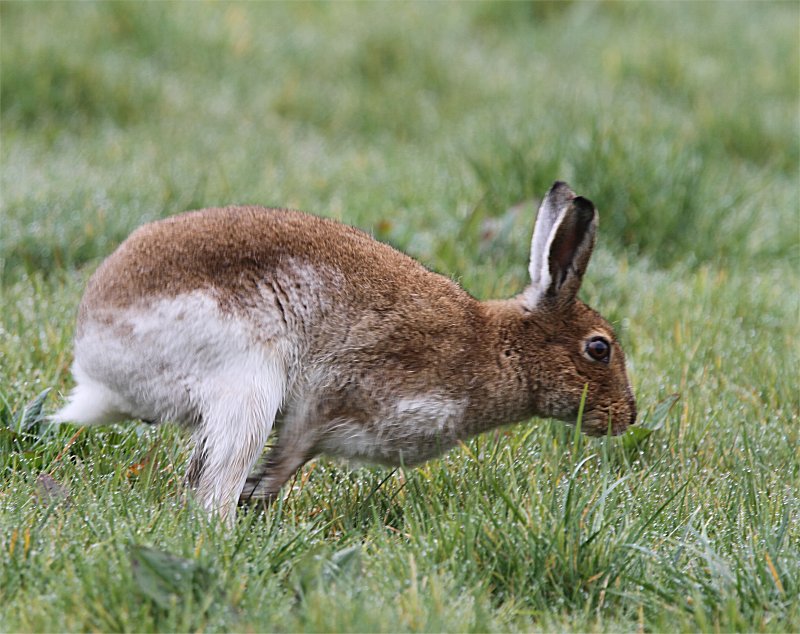 Murfs Wildlife : Irish Hare
