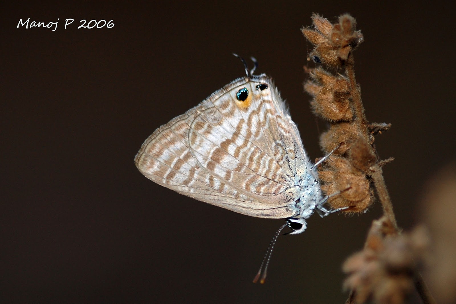 My Butterfly Garden Pea Blue