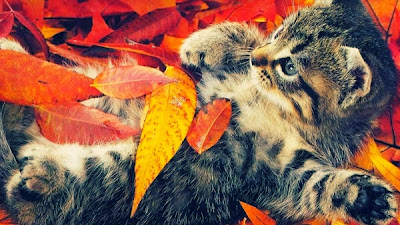 Autumn Cat Wallpaper 5