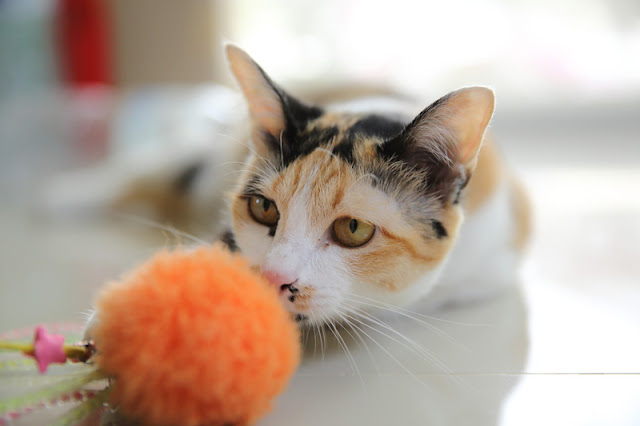 Interview with Dr. Christy Hoffman A cute calico cat with a toy