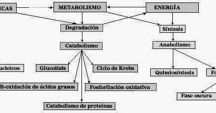 BIOLOGÍA I: BLOQUE IV. Describes el metabolismo de los seres vivos.