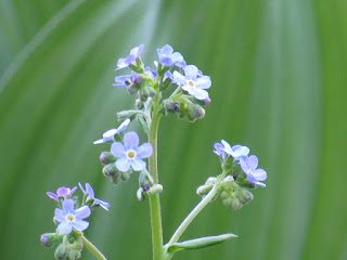 wildflower wednesday