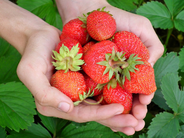 Benefits Of Strawberries, strawberry nutrition, Health Benefits Of Strawberries, Strawberry Benefits, healthy food, healthy eating, foods for skin, Strawberry Health Benefits,