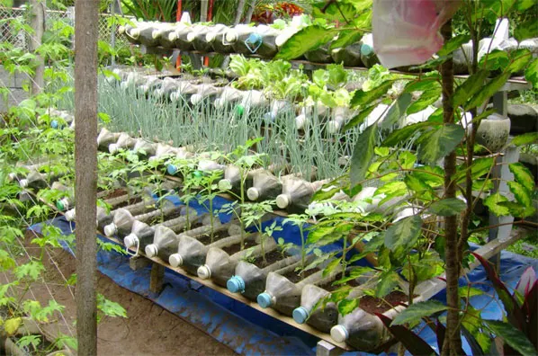cara menanam hidroponik dengan botol bekas