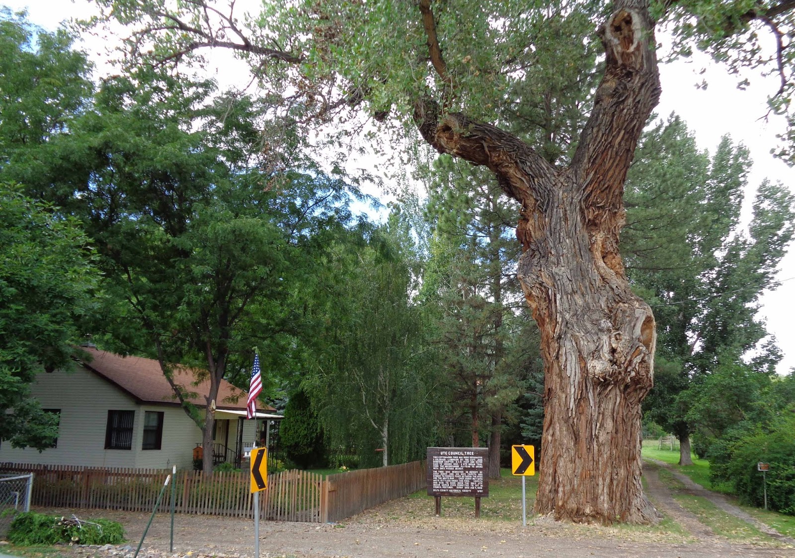 Wahnfried der Nomad Old Growth Cottonwood Delta, Colorado