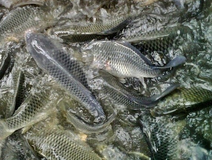 Cara Mancing Ikan Nila di Kolam - Pemancingan, Harian, Babon Jitu - RACIKAN UMPAN IKAN