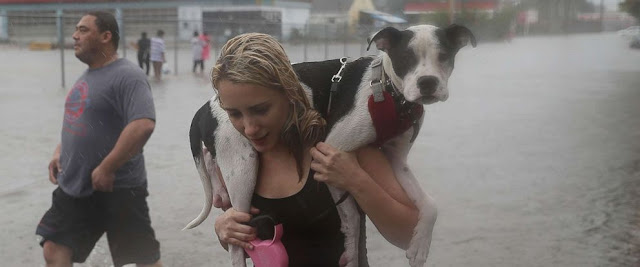 Pet rescue hurricane harvey