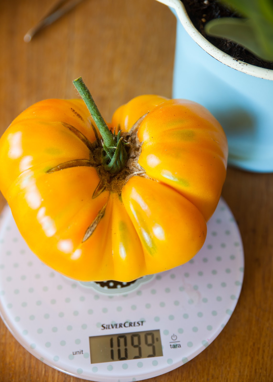 Trollenland Die größte Tomate der Welt