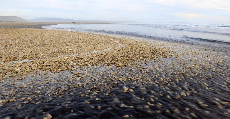 Chile aquí, de norte a sur Marea Roja