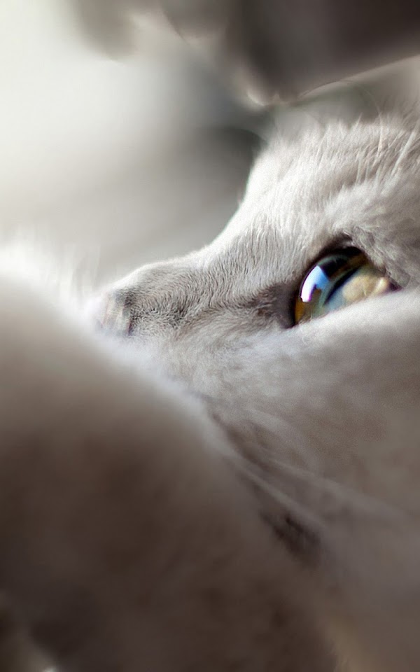 White Cat Looking Up  Galaxy Note HD Wallpaper