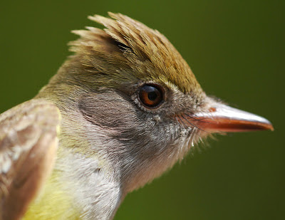 All of Nature: Spring Birds At Springbrook-Pileated to Indigo Bunting