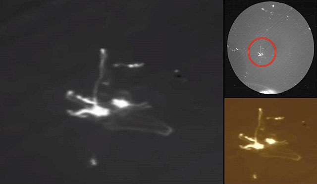  NASA Archive Unveils Transparent UFO next to Apollo 17 Spacecraft Ufo%2Bapollo%2B17%2Bspace%2Bmoon