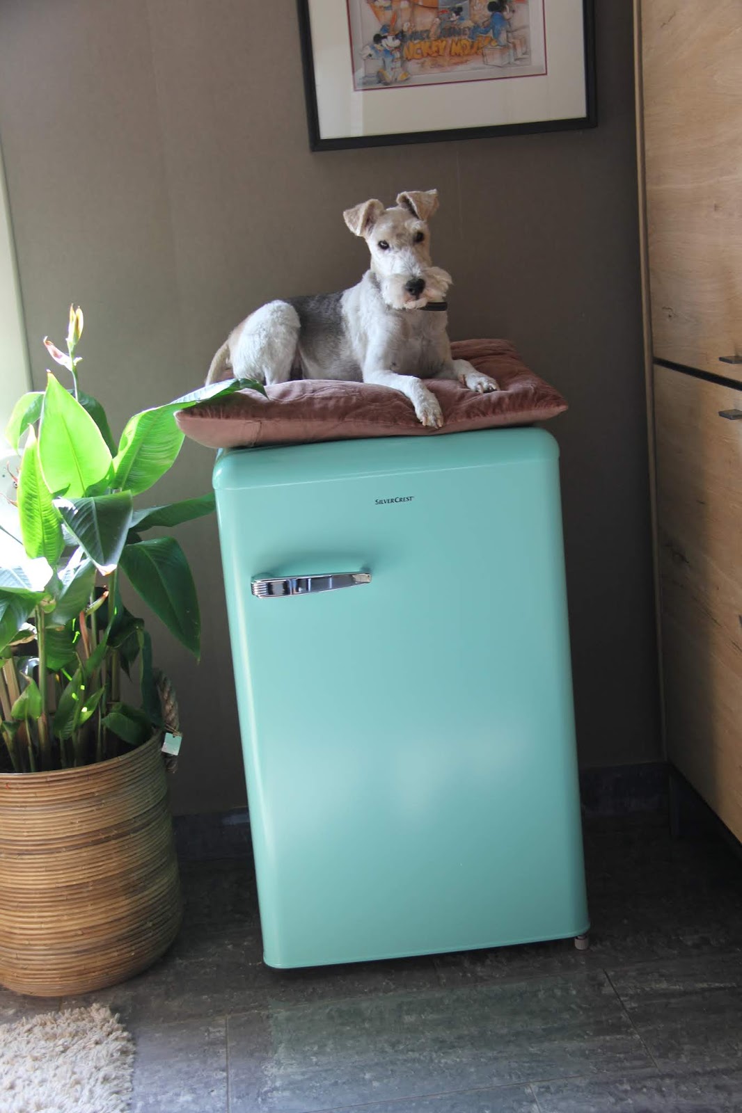 Beautytestersofie: Lidl Kitchen Tools!