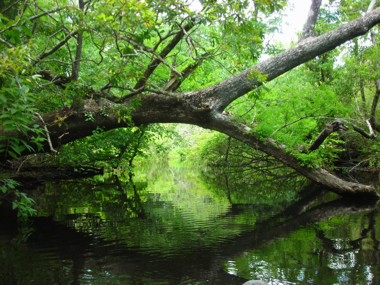 Florida Water Nature Juniper Springs Florida Kayaking, Canoeing, Camping
