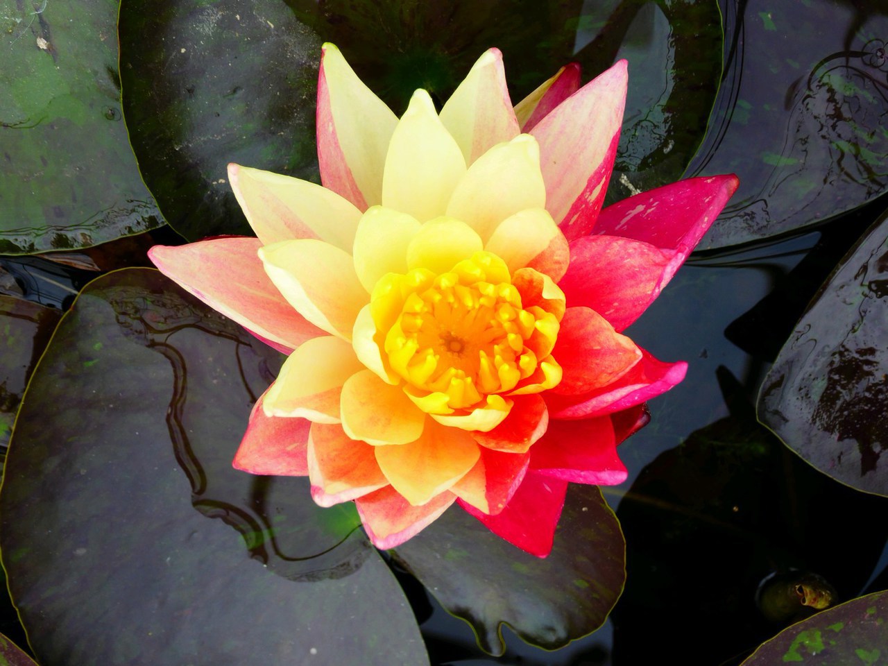 Best Water Lilies for your Garden