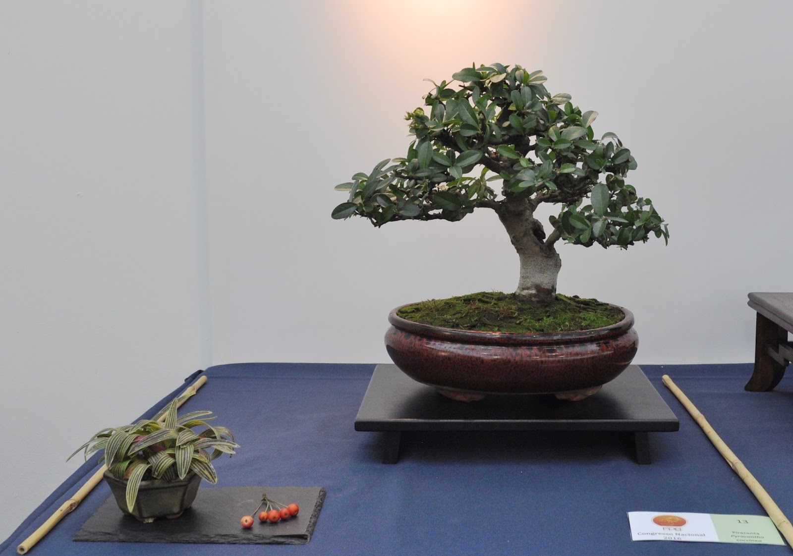 AlGharb Bonsai