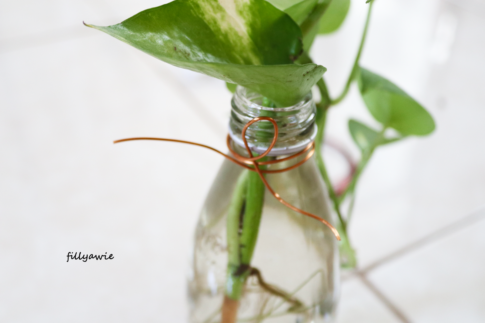 DIY Membuat Pot  Tanaman Gantung  dari  Botol  Bekas  Fillyawie