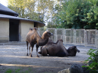 gradina zoologica roma