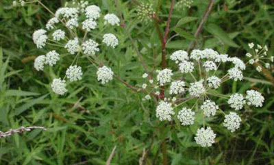 5 من أخطر النباتات السامة