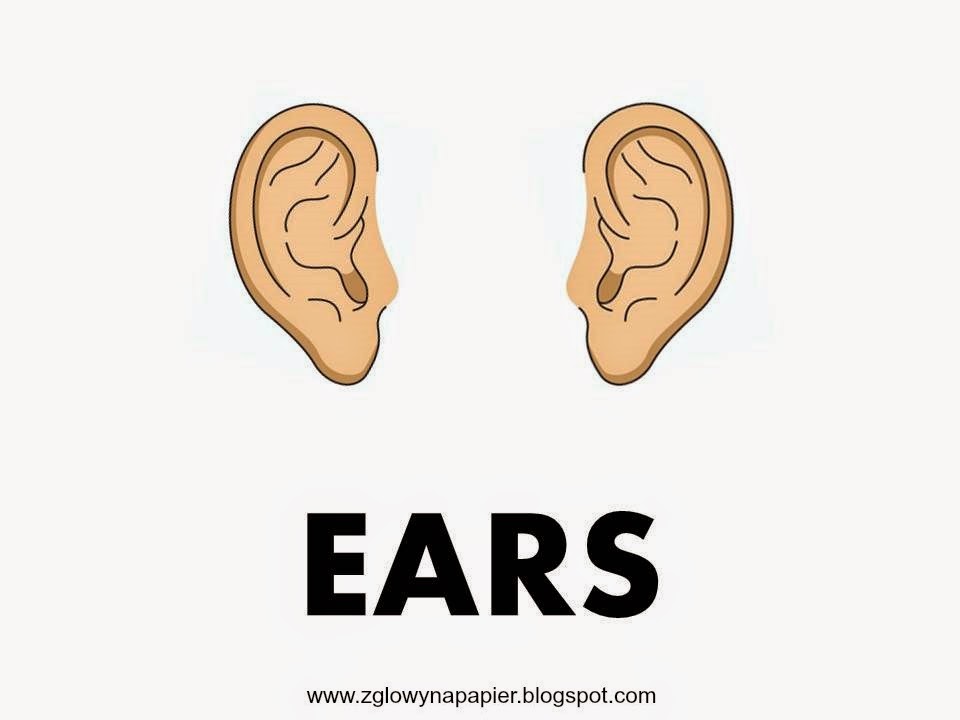 С русского на английский уши. Ears для детей. Карточка Ear. Ухо картинка для детей. Карточки Parts of the body Ears.