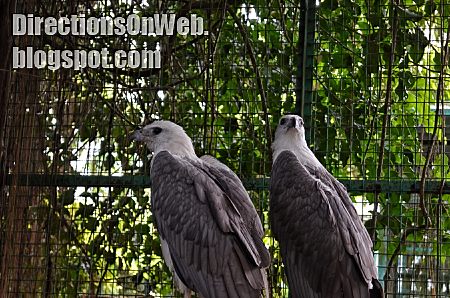 couple eagles at albay park & wildlife
