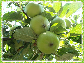 Compot de mere verzi cu scortisoara si ghimbir