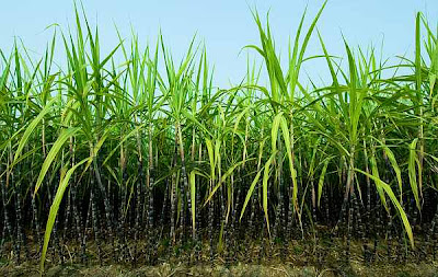 Biotecnología en defensa de la naturaleza