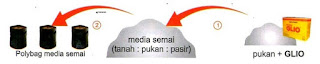 TEKNIK BUDIDAYA CABE ORGANIK NASA TEKNIK BUDIDAYA CABE ORGANIK NASA
