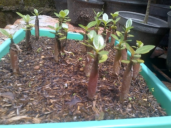 Tips Perawatan , Perbanyakan dan Penyemaian Bibit Bonsai Adenium 