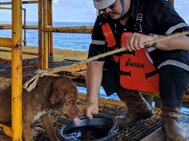 Dog Rescued Swimming 220 KM off Gulf of Thailand Dog Rescued Swimming 220 KM off Gulf of Thailand