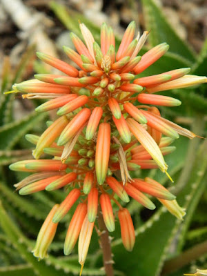 Aloe flowers at Etobicoke's Centennial Park Conservatory's Arid House by garden muses-not another Toronto gardening blog