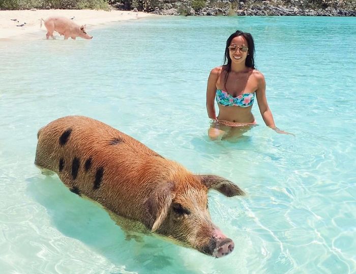 Bahamas Swimming Pigs Discovered Dead After Tourists Fed Them Alcohol