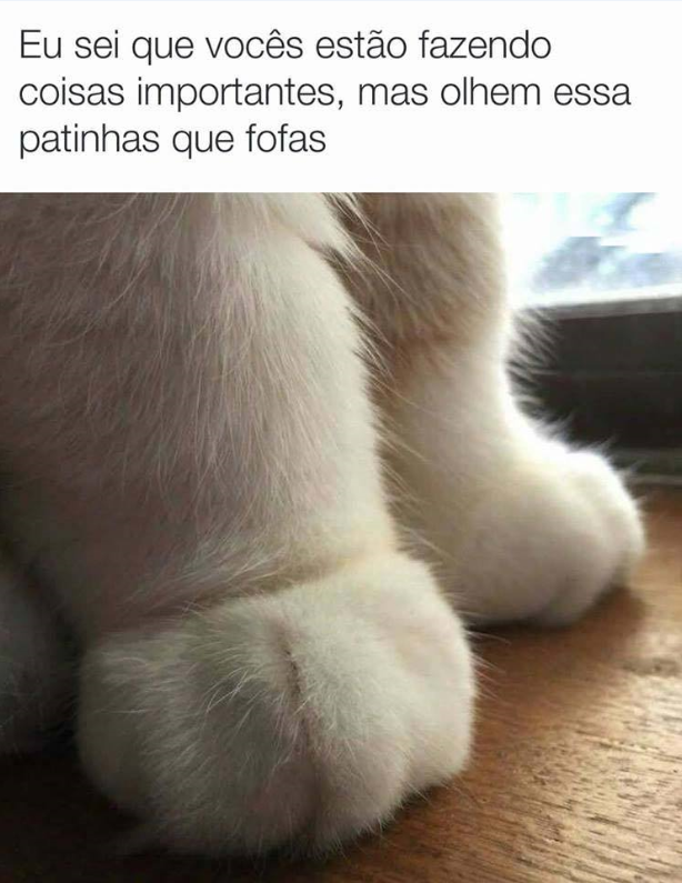 patinhasfofas.png (614Ã795)
