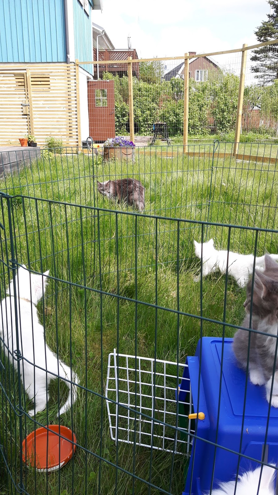 Min dröm om en levande fjärilsträdgård: kattgårdens uppbyggnad och ...