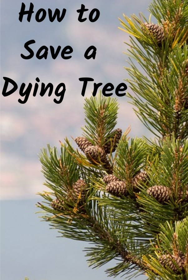 Garden and Yard How to Save a Dying Tree