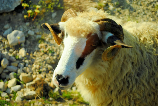 sheep in Durmitor. Montenegro