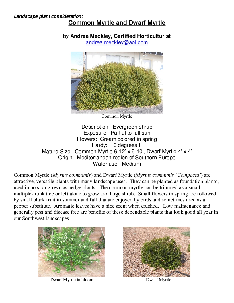 Xtremehorticulture of the Desert Common and Dwarf Myrtle Make