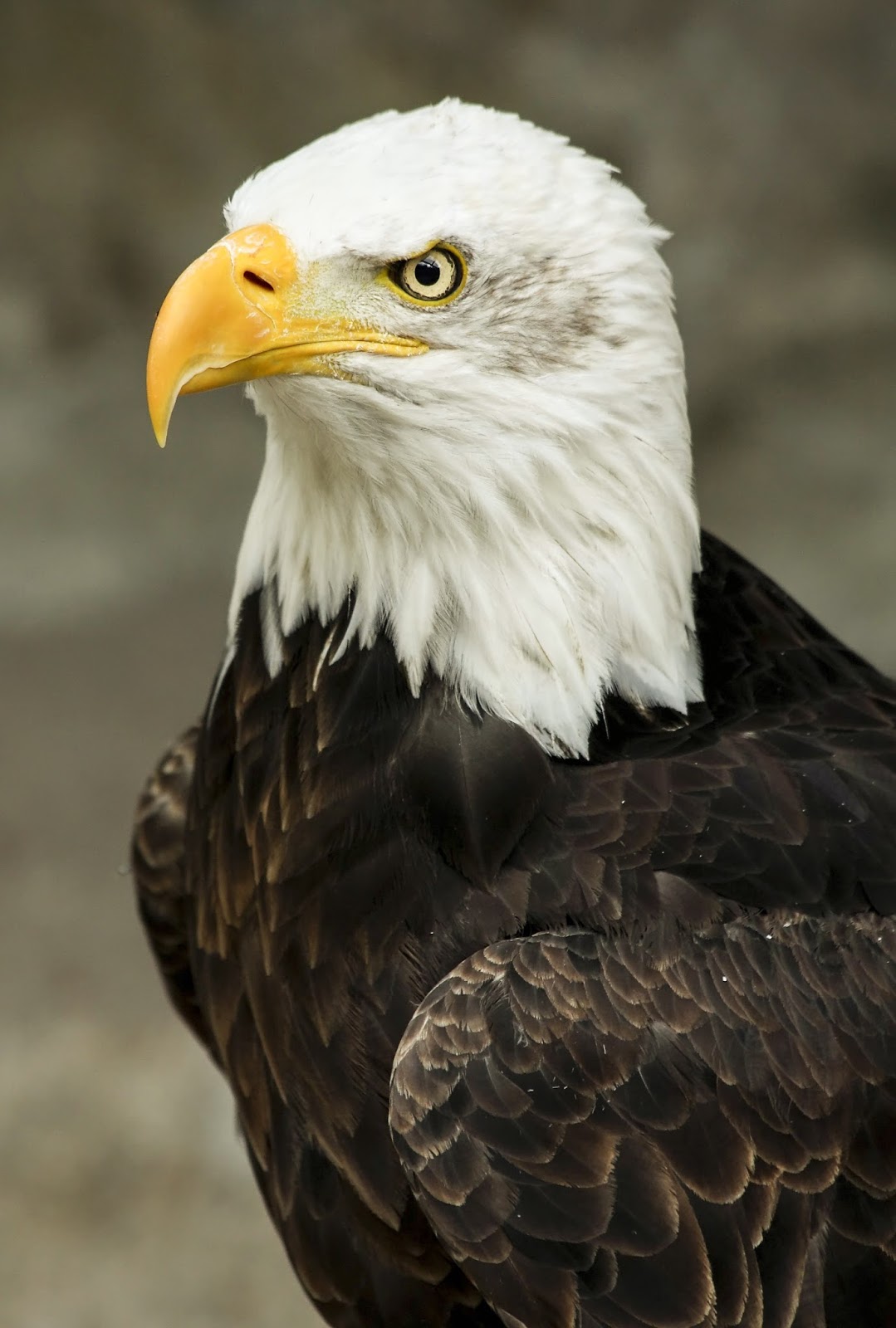 Picture of a bald eagle. Picture of a bald eagle.