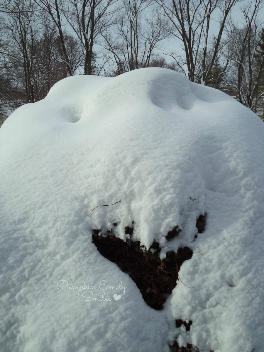 A tree with snow on it.