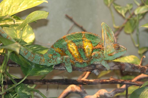 Veiled Chameleon Veiled Chameleon